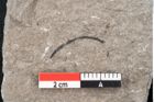 Foto (Detailansicht) von Plantae indet.  (NHMW-GEO-2024-0188-6696)